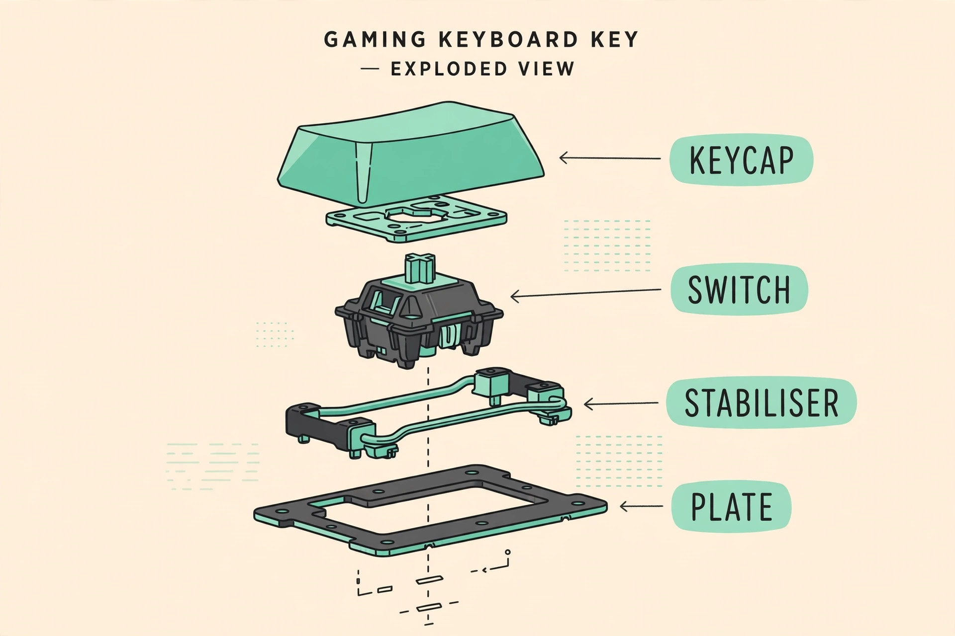 Annotated view of a gaming keyboard showing switch, stabiliser and keycap layers